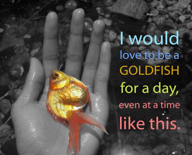 876838_0_82_to_be_a_goldfish__by_xxhonorguardxx.jpg