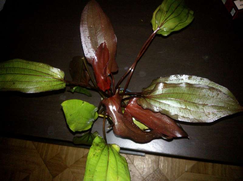 877484_0_82_wp_001024.jpg