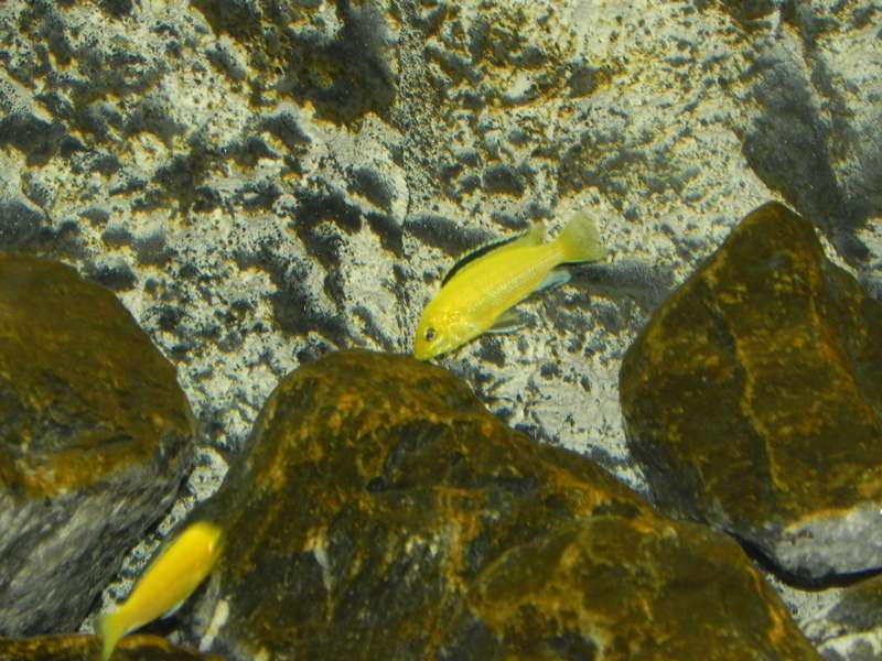 878577_0_82_yellow_man.jpg