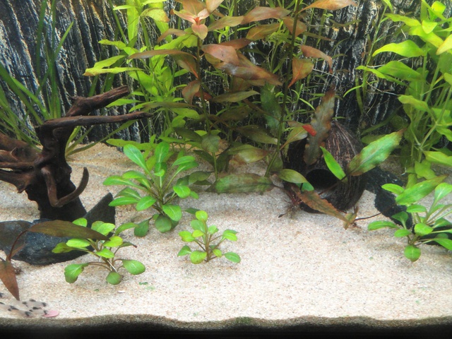 879419martinc_0_85_aquariu.jpg