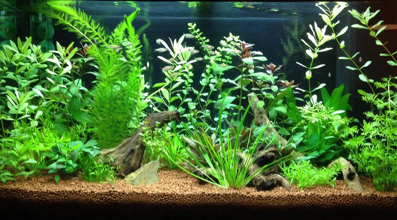 884242butternutsquash_0_82_aquarium_4_weken_oud.jpg