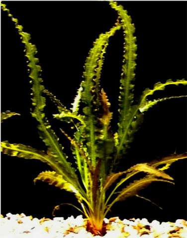 885568_0_82_aponogeton_crispus.jpg