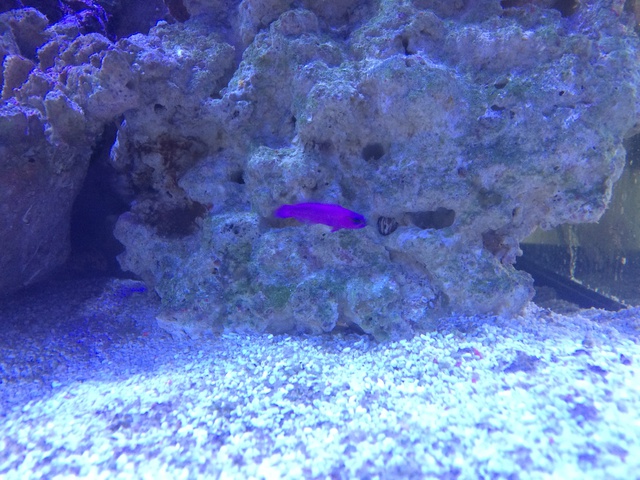 895474aquaria17_0_84_img_2018.jpg