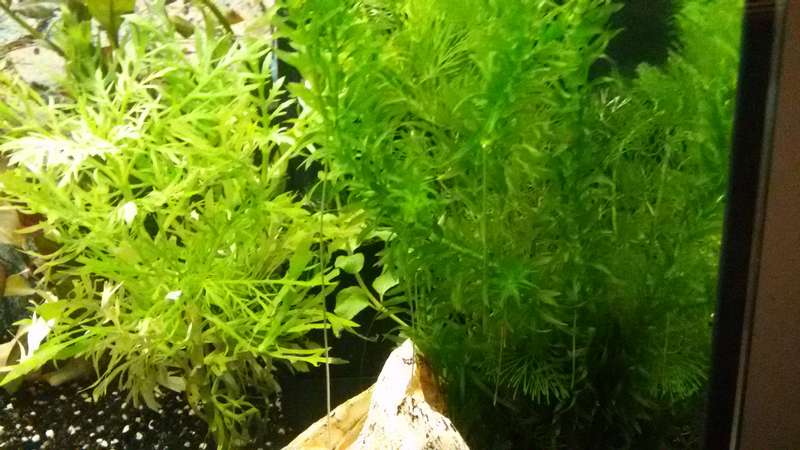 897113aqua162_0_82_aqua73pl1.jpg