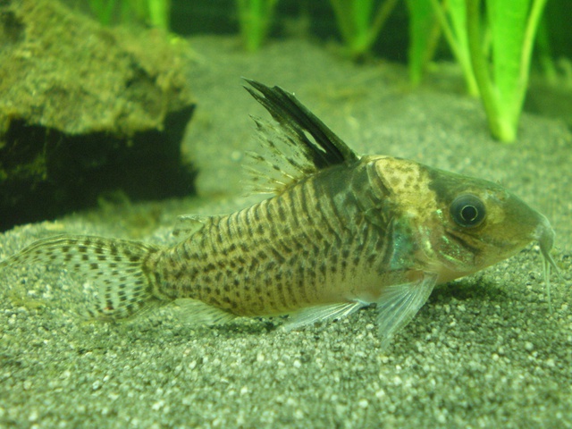 898739amberdebeer_0_84_corydoras_fototoestel.jpg