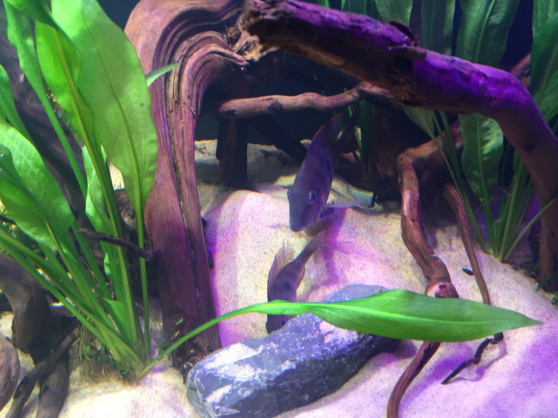 899768tuinkabouter_0_85_guppenbakke.jpg