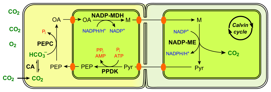 910px-C4_photosynthesis_NADP-ME_type_en.svg.png