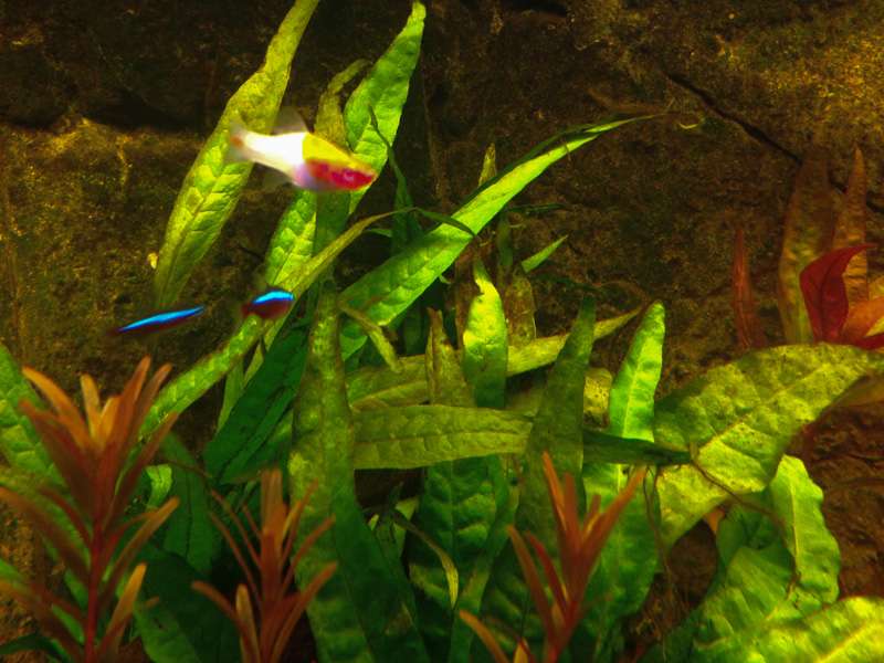 911269mhuibers_0_82_plant_aquarium11.jpg