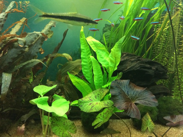 911626aquaria17_0_84_image4.jpg