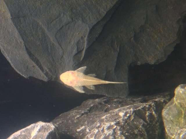 912738_0_82_ancistrus_2.jpg