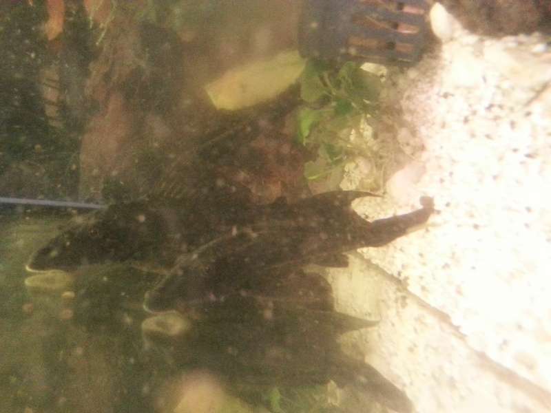 919494_0_82_pleco1.jpg