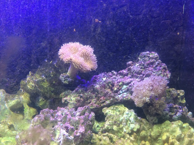 927241aquaria17_0_84_image2.jpg