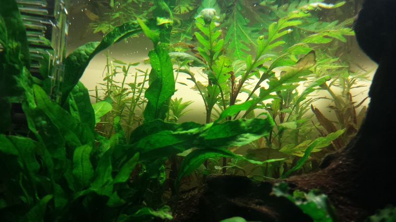 931242catcorp_0_85_aquarium_nieu.jpg
