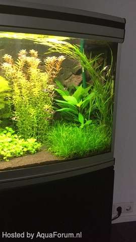 932267apisto_0_82_737294kevink_0_85_deskto.jpg
