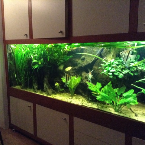 932559mjm.vandijk_0_85_aquariu.jpg