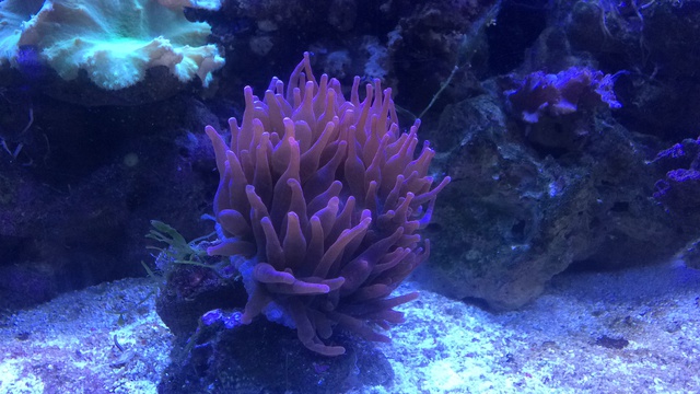 932629aquaria17_0_84_image1_1.jpg