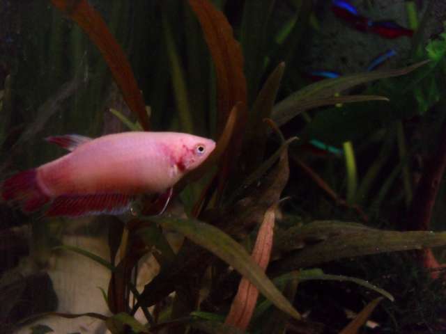947545sven_de_graef_0_82_foto_s_aquarium_sven_009.jpg