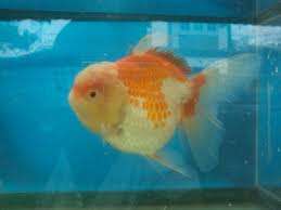 952587_0_82_oranda.jpg