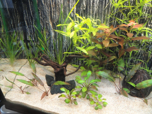 956813martinc_0_85_aquariu.jpg
