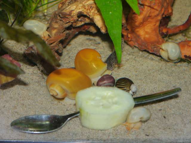 957144_0_82_tropisch_aquarium_okt_13_030.jpg