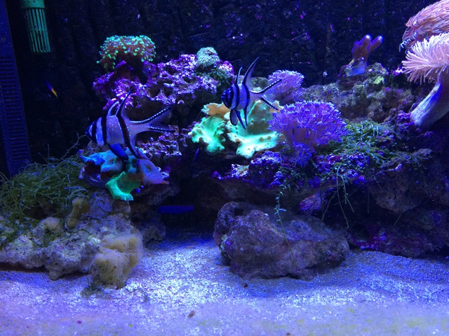 961287aquaria17_0_84_image5.jpg