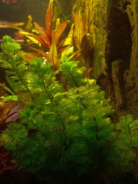 961551mhuibers_0_82_plant_aquarium9.jpg