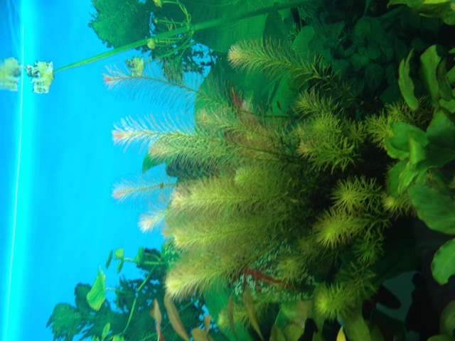 962811roger1980_0_82_plant_5.jpg