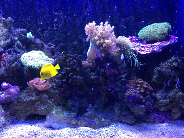 969725aquaria17_0_84_image6.jpg