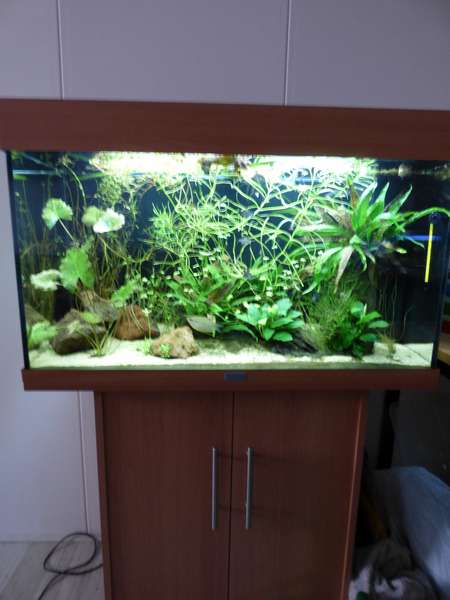 974674_0_82_aquarium_086.jpg