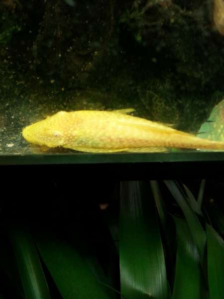 978556_0_82_gelepleco2.jpg