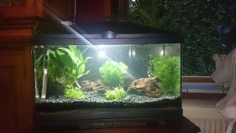 979146_0_82_rinaldo_s_aquarium.jpg