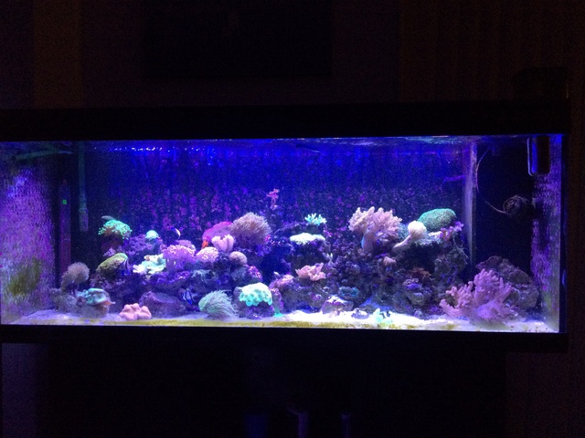 981257aquaria17_0_84_img_2226.jpg