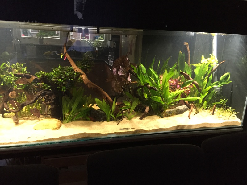 983911tuinkabouter_0_85_guppenbakke.jpg