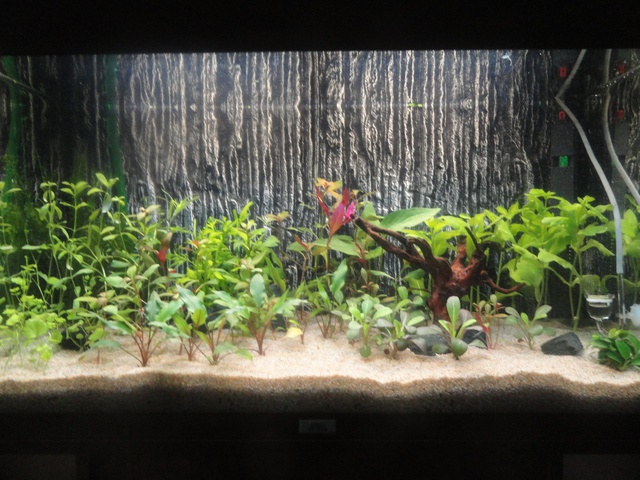 985547martinc_0_85_aquariu.jpg