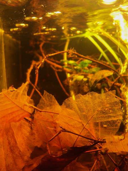985975_0_82_dsc02754.jpg