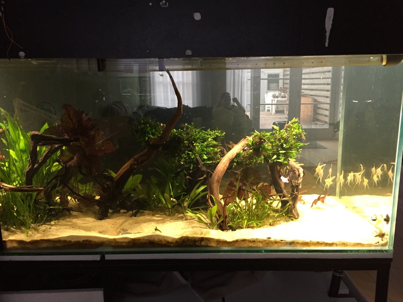 987524tuinkabouter_0_85_guppenbakke.jpg