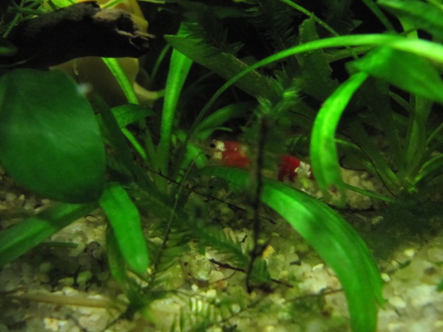 987552kimelderhorst_0_85_30.jpg