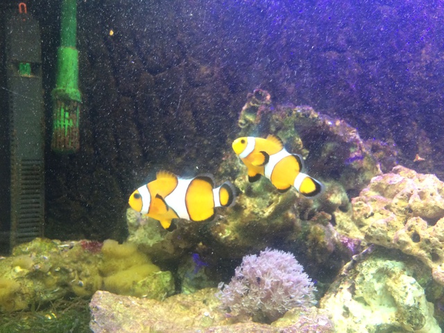 987916aquaria17_0_84_image5.jpg