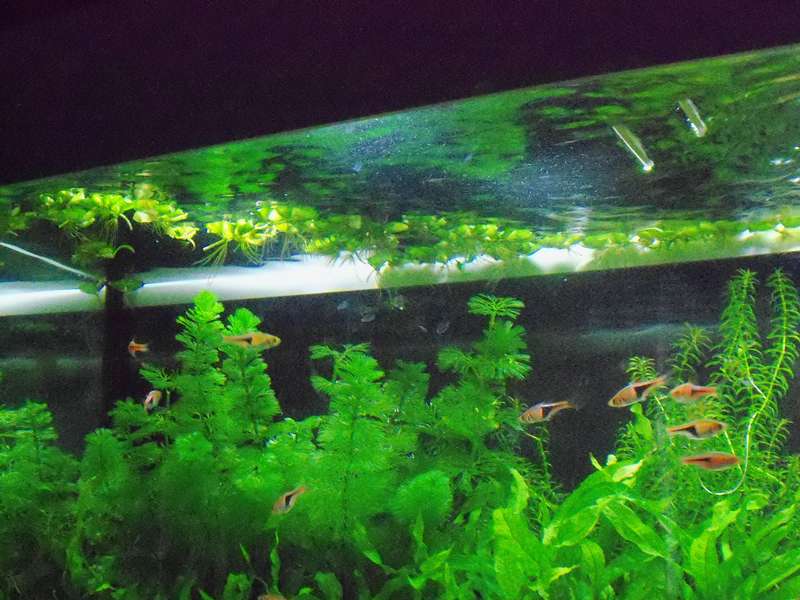 992566deplantenman_0_82_foto_aquarium_003.jpg