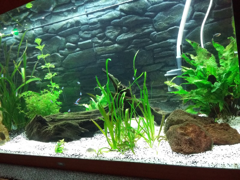 993488geert1996_0_85_aquariu.jpg