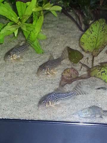 994376_0_82_samsung_311013_281.jpg