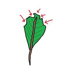 998781_0_82_blad.jpg