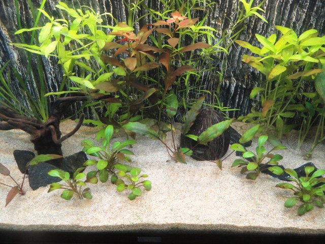 999299martinc_0_85_aquariu.jpg