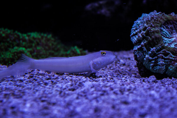_MG_4068.jpg