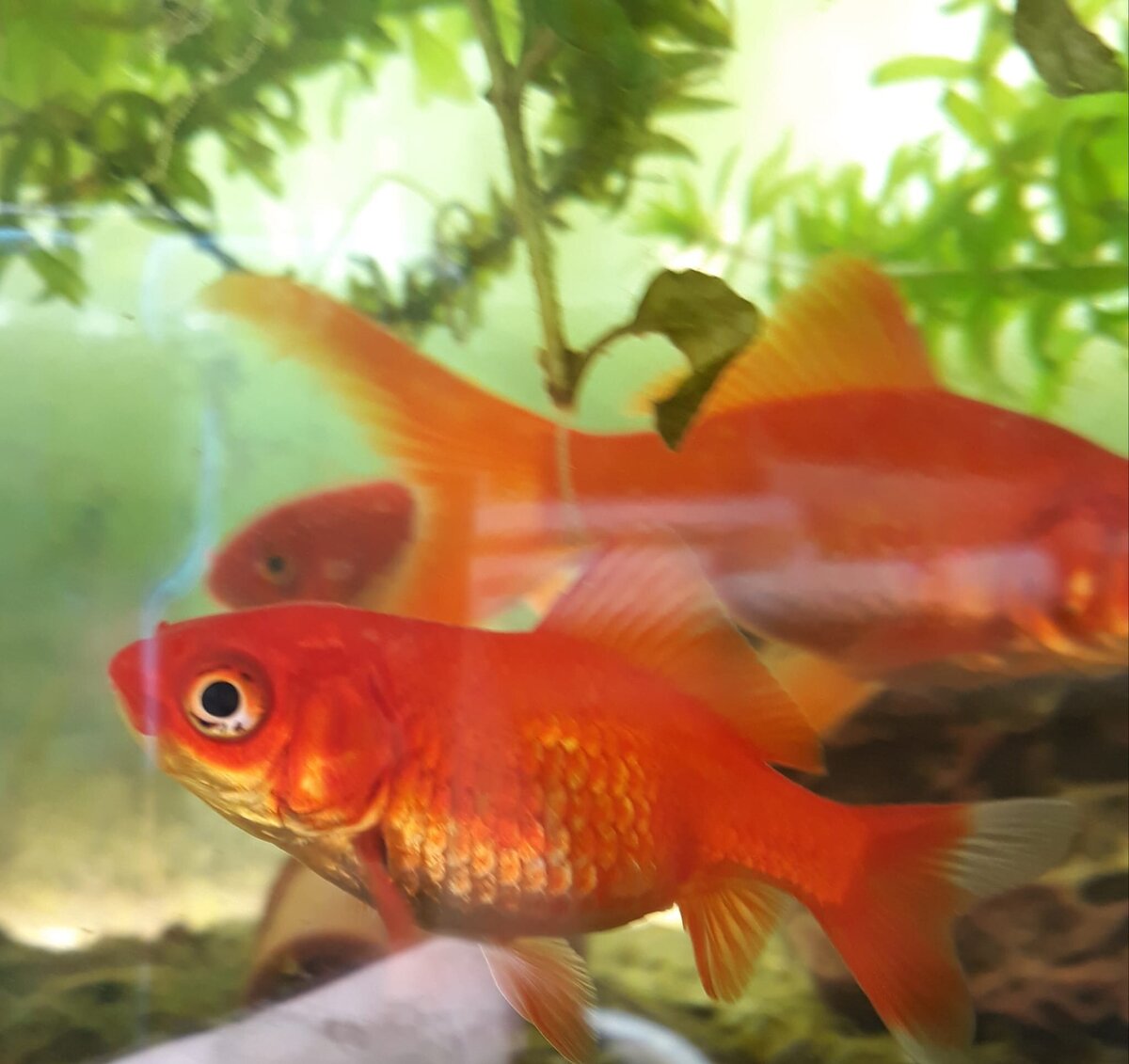 Goudvis met opgezwollen buik. Welke behandelmogelijkheden? AquaForum