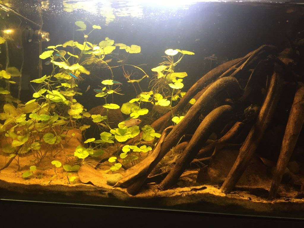 ADA tank overview 21-12-2016.jpg