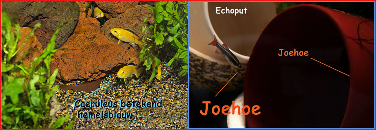 AF40a.jpg