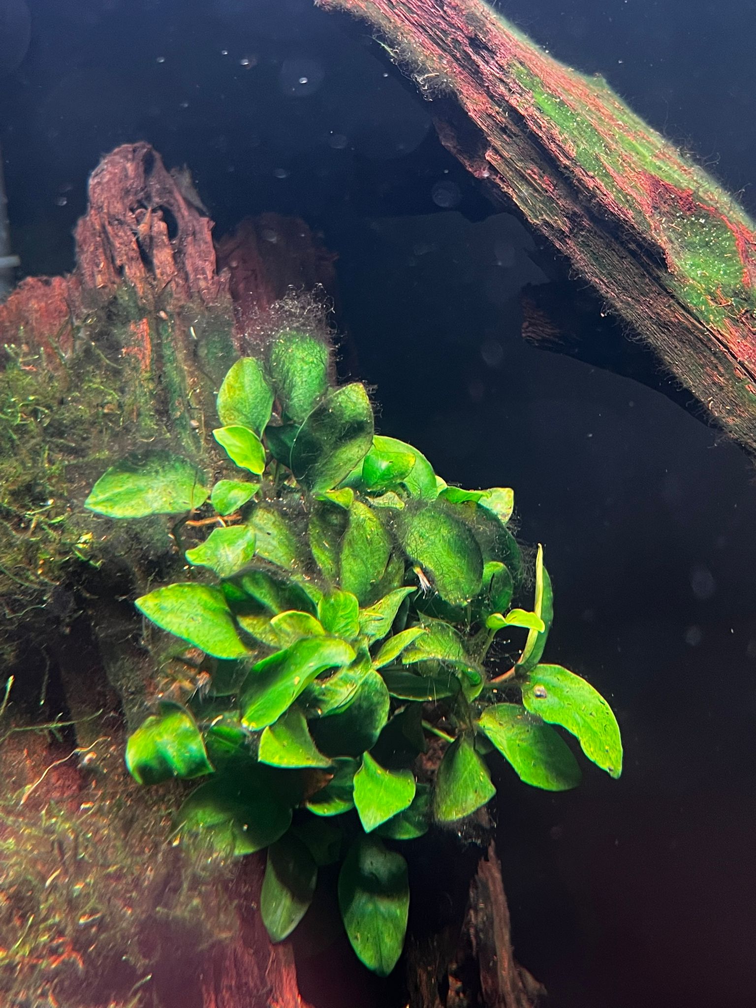 Afbeelding van WhatsApp op 2025-10-25 om 18.32.34_f75d0baa.jpg