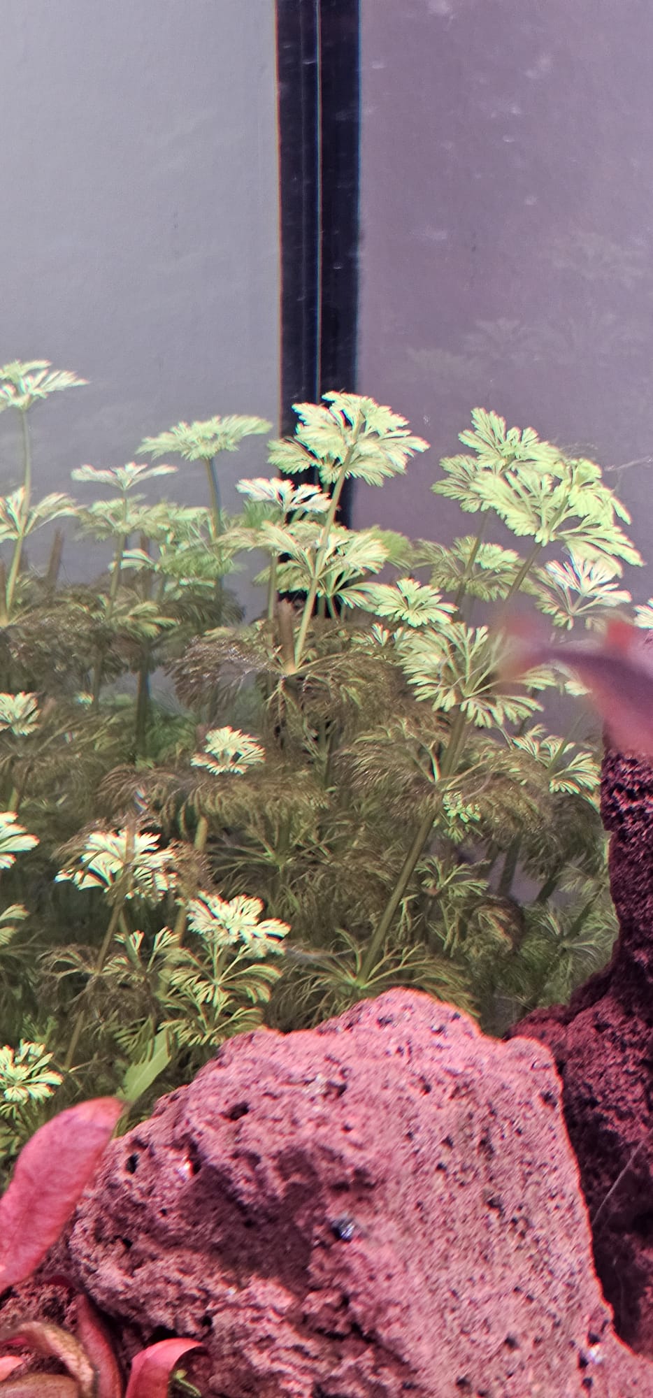 Afbeelding van WhatsApp op 2025-12-12 om 17.29.08_0454dcdf.jpg