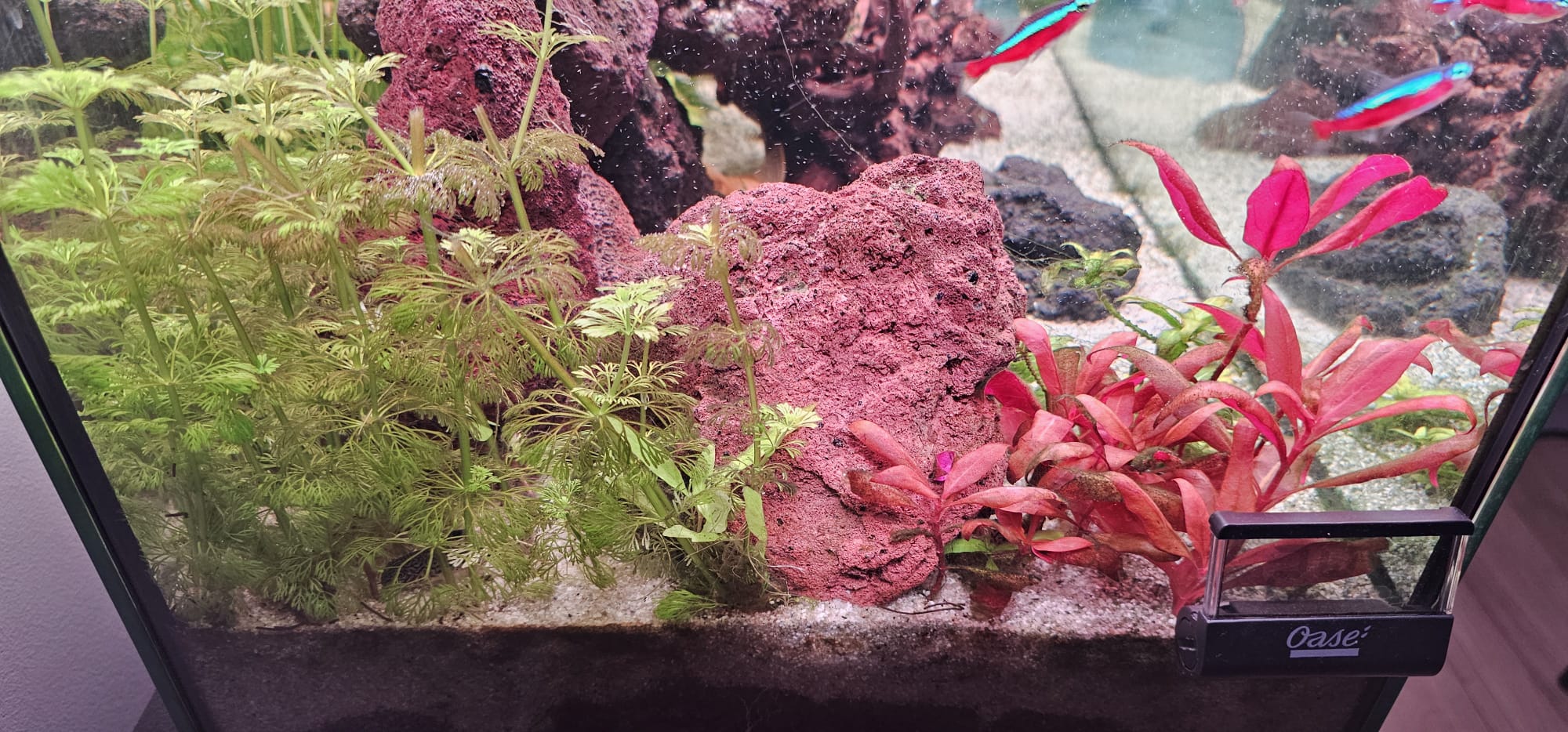 Afbeelding van WhatsApp op 2025-12-12 om 17.29.09_4504b5fb.jpg